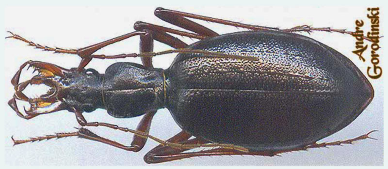 http://www.gorodinski.ru/carabidae/Cychropsis draconis maoniuensis.jpg